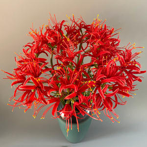 TJZJ01 Seda <span class=keywords><strong>Lycoris</strong></span> <span class=keywords><strong>Radiata</strong></span> Bombillas Araña Roja Lirios Equinox Flor Artificial Boda Día de San Valentín Fiesta Decoración - Product Image 1