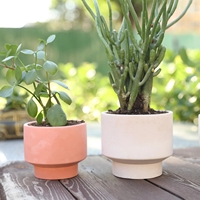 Pot en béton en forme de bol pour jardin et maison pour vase en ciment pour plantes succulentes