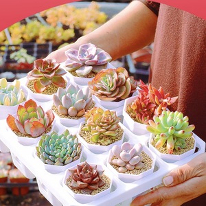 Succulent Plants Potted Indoor Outdoor Decorative Gift Round Plastic Container Factory Direct Large Beautiful Cute - Product Image 1