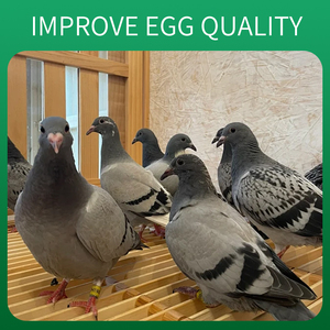 風邪と呼吸器の問題を伴うハトのための鳥の健康栄養パワー医薬品のための有用なサプリメント - Product Image 5