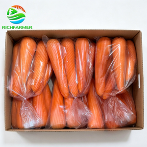 Offerta Speciale 2026: Carote Arancioni Fresche di Grado A, Croccanti <span class=keywords><strong>e</strong></span> Dolci, Vendita all'Ingrosso per Importatori Alimentari Globali - Product Image 5