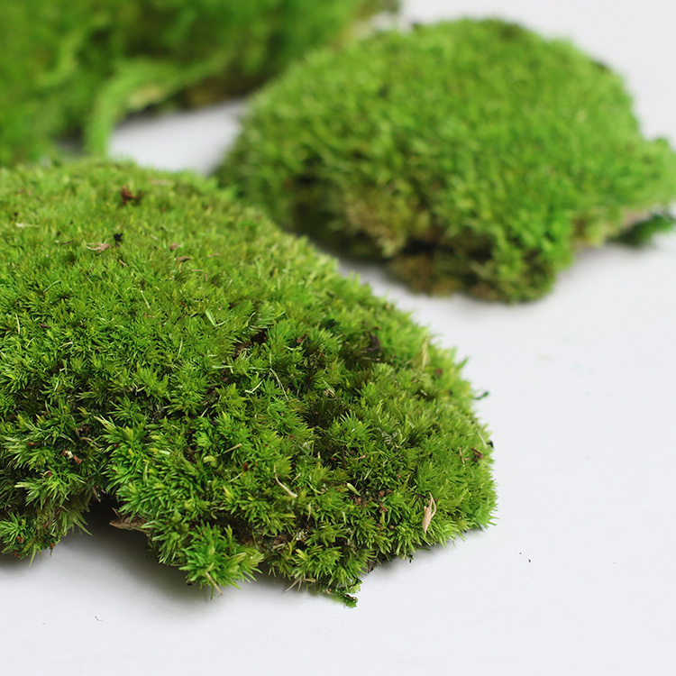 New Idea Eco-Friendly Wholesale Stabilized Preserved Pole Moss for Home Decoration