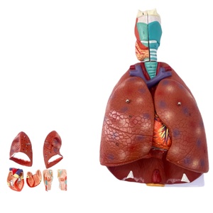 Sekiz sistem İnsan anatomisi modelleri sinir sindirimi, endokrin, motilite, lenfatik üriner sistem anatomisi modelleri öğretim için - Product Image 2