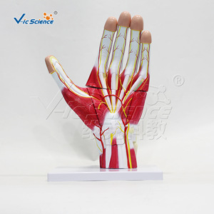 Modèle anatomique agrandi de la main ; modèle anatomique agrandi pour démonstration en classe ; démonstration pédagogique médicale - Product Image 2