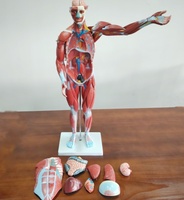 DARHMMY 80CM ciencia médica modelo de músculo masculino humano con 27 piezas