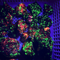 Spécimen minéral cristallin ultraviolet Wellimite brut, vert rose intense, réactif aux UV 365nm, pour la collection de minerais