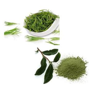 Pasokan pabrik teh hijau alami ekstrak teh polifenol teh <span class=keywords><strong>50</strong></span>% 98% polifenol teh - Product Image 6