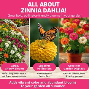 Sachet de graines de Zinnia Dahlia Cedar Space, non-OGM, Zinnia Elegans aux couleurs vives, facile à cultiver pour les jardins de pollinisateurs et les pots - Product Image 5