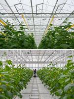 Invernaderos Tropicales de Policarbonato PC y Sistemas de Cultivo Hidropónico Comercial para Tomate, Lechuga y Fresa