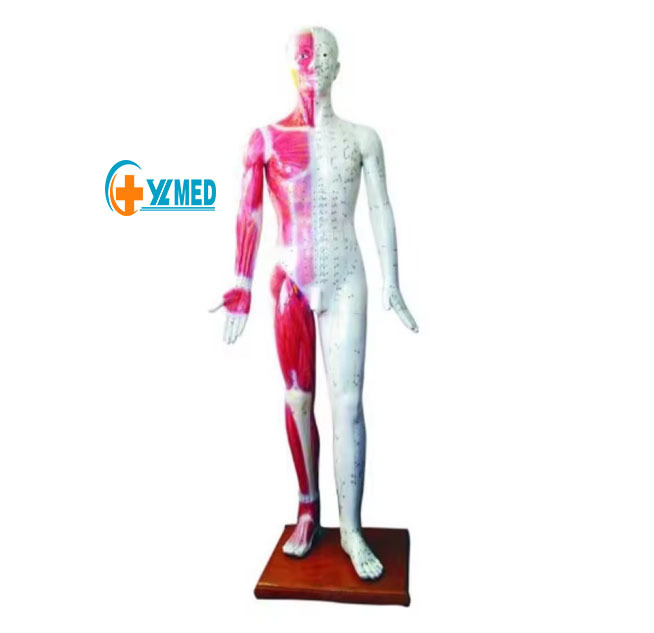 48cm Female Human Acupuncture Model with