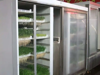 Céréales fourragères de sorgho à croissance rapide et haute productivité, culture hydroponique d'orge/blé pour l'alimentation animale, germination et croissance