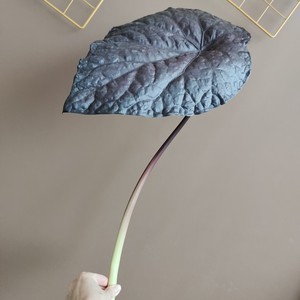 Venta al por mayor de ramas de Caladium artificial, hojas grandes variegadas y <span class=keywords><strong>negras</strong></span> mate, follaje artificial para suministros florales a granel - Product Image 6