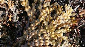 Healthway ผงห่อกระเพาะปัสสาวะสกัดผง - Product Image 6