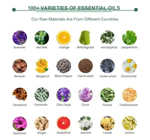 Высококачественное чистое натуральное масло <span class=keywords><strong>Notopterygium</strong></span>, используемое для средств здравоохранения, массажа лица для роста волос - Product Image 5