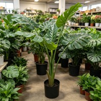 Feuillage orné à motifs de carapace de tortue préservée, aux tons terreux marbrés, pour accentuer un terrarium exotique.