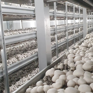 White Button Mushroom Farm Production Equipment Galvanized/aluminum Alloy Growing Shelves For <b>Cultivation</b> - Product Image 2