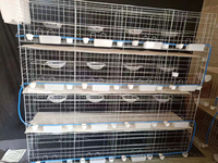 Cage d'élevage pour pigeons de course en acier, fournisseur d'or, pour cages à pigeons HJ-PC32