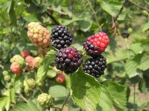 100% Pure Botanical Black Berry <strong>Extract</strong> Anthocyanin Fruit <strong>Powder</strong> - Product Image 3