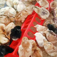 Mangeoire pour volailles YYB, équipement d'élevage, mangeoire pour pigeons et poussins, 16, 20, 28 trous