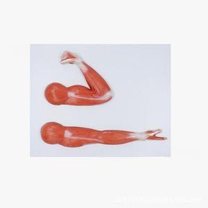Modèle anatomique des muscles flexeurs et extenseurs du bras, deux poses, modèle de présentation de la structure <span class=keywords><strong>musculaire</strong></span> de l'artère supérieure pour l'enseignement de la biologie et de l'anatomie - Product Image 2