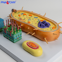 Modèle de noyau de cellules bactériennes agrandi avec chromosomes Flagella biologique Modèles de spores d'enseignement médical-Matière plastique