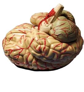 Modello di cervello staccabile con arteria cerebrale modello anatomico di vendita a caldo del cervello umano - Product Image 6