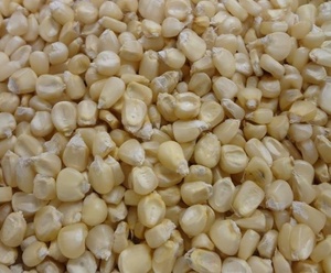 Maïs à Grains Entiers Jaune et Blanc de Haute Qualité, Maturé, 25kg, Non-Glutineux, Prix de Gros pour Fournisseur d'Aliments pour Animaux - Product Image 4