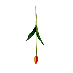Fábrica de Flores Meiyu, Tulipán Artificial de Tallo Único, Goma Suave, Frutado Grande, Decoración para el Hogar, Accesorios para Bodas - Product Image 5