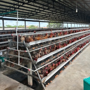 Nouvelle cage à poules automatique en acier galvanisé et alliage d'aluminium, 3 niveaux, 4 portes, poulailler pour 96 poules pondeuses - Product Image 3