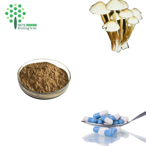 ผงสกัดเห็ดมาราสมิอุส แอนโดรเซียส พร้อมโพลีแอสคาริเดส บรรจุภัณฑ์แบบดรัม - Product Image 5