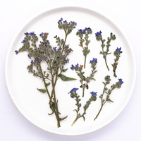 Rumput Bugloss Dengan Ranting Paket Campuran Seri Scrapbooking Resin Epoksi Tanaman Alami Ramah Lingkungan