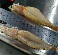 Machine électrique commerciale à éviscérer et peler les crevettes, en acier inoxydable 304, haute efficacité, avec coupe-dorsal pour crevettes papillon