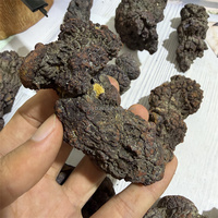 Coprolite de dinosaure naturelle, spécimen fossile authentique de fumier pour collection de minéraux et exposition à domicile