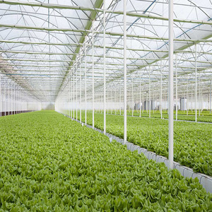 Commercial Twin Wall Polycarbonate Greenhouse Heavy Duty Galvanized Steel Frame Vertical Agriculture Growing Facility - Product Image 3