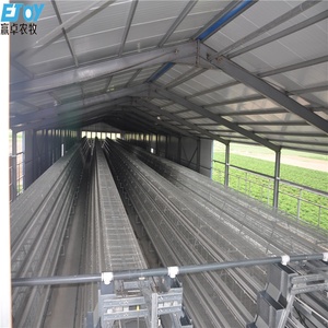 Vente en gros de cages à œufs de type <span class=keywords><strong>A</strong></span> en acier pour poules pondeuses automatique pour ferme avicole en Afrique du Sud - Product Image 6