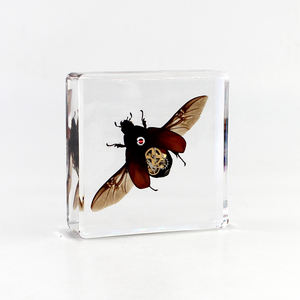Taxidermia insectos reales punk <span class=keywords><strong>Gear</strong></span> accesorios de <span class=keywords><strong>metal</strong></span> decoración insecto escarabajo colección resina acrílica incrustación pisapapeles - Product Image 5