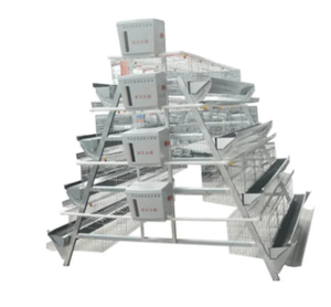 Nuevo Sistema de Crí<span class=keywords><strong>a</strong></span> de Aves de Corral Semiautomático Tipo <span class=keywords><strong>A</strong></span>, Galvanizado en Caliente, para Jaulas de Alta Producción <span class=keywords><strong>a</strong></span> un <span class=keywords><strong>Precio</strong></span> Económico - Product Image 4