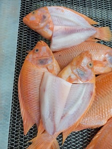 Tilapia <span class=keywords><strong>roja</strong></span> congelada de alta calidad de primera calidad redonda - Product Image 3