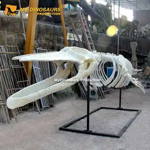 My Dino DS060 Science Museum Simulation Animal Skeleton Model of Humpback Whale