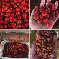 Machine électrique industrielle Restar 2200W pour dénoyauteur de cerises, dénoyauteur de dattes de Tunisie et dénoyauteur d'olives
