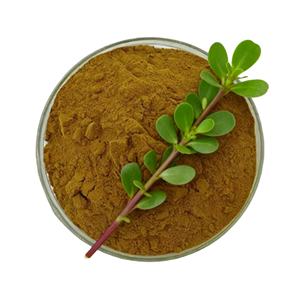 Bacopa Monnieri Saponines 20% 50% 40% Bacopa Monnieri Extrait Poudre en <span class=keywords><strong>Stock</strong></span> - Product Image 1