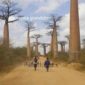 زيت بذور الباوباب عضوي للعناية بالبشرة والوجه-زيت ناقل مضغوط على البارد ، غير مكرر ، خالي من الهكسان-سعر الجملة 1: - Product Image 3