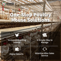 Système complet de cages à poulets de chair de type H entièrement automatique avec système d'alimentation, d'abreuvement et de nettoyage des excréments