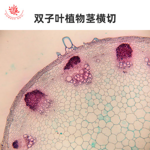 Lames de microscope, couvercles de microscope, lames de microscope pour spécimens biologiques, kits expérimentaux, cellules végétales, angiospermes - Product Image 2