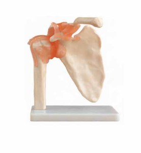 Modello per l'<span class=keywords><strong>educazione</strong></span> <span class=keywords><strong>e</strong></span> la <span class=keywords><strong>formazione</strong></span> in <span class=keywords><strong>scienze</strong></span> mediche a grandezza naturale <span class=keywords><strong>dell</strong></span>'articolazione della spalla - Product Image 4