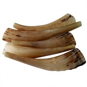 Shofar en corne de bélier naturelle, brut, fait main, non fini, pour la fabrication de shofars et l'artisanat - Product Image 1