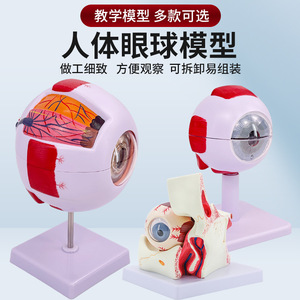 Modelo de simulación del ojo humano, aumento de 6x, estructura ocular, modelo anatómico del ojo, instrumento de enseñanza, cuentas, médico - Product Image 2