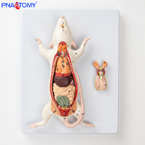 PNT-0821 Chất Lượng Cao Giải Phẫu Động Vật 6-Phần Chuột Chuột Mô Hình Động Vật Mô Hình Giải Phẫu - Product Image 4