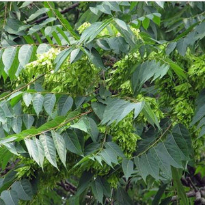 Plant <strong>extract</strong> Natural Picrasma Quassioides <strong>Extract</strong> <strong>Quassia</strong> <strong>Amara</strong> <strong>Extract</strong> - Product Image 3