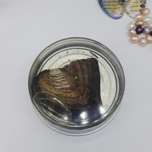 2-3mm ngọc trai nước ngọt tự nhiên vòng với một nửa lỗ khoan Perle Blanche <span class=keywords><strong>Loose</strong></span> ngọc trai loại - Product Image 1